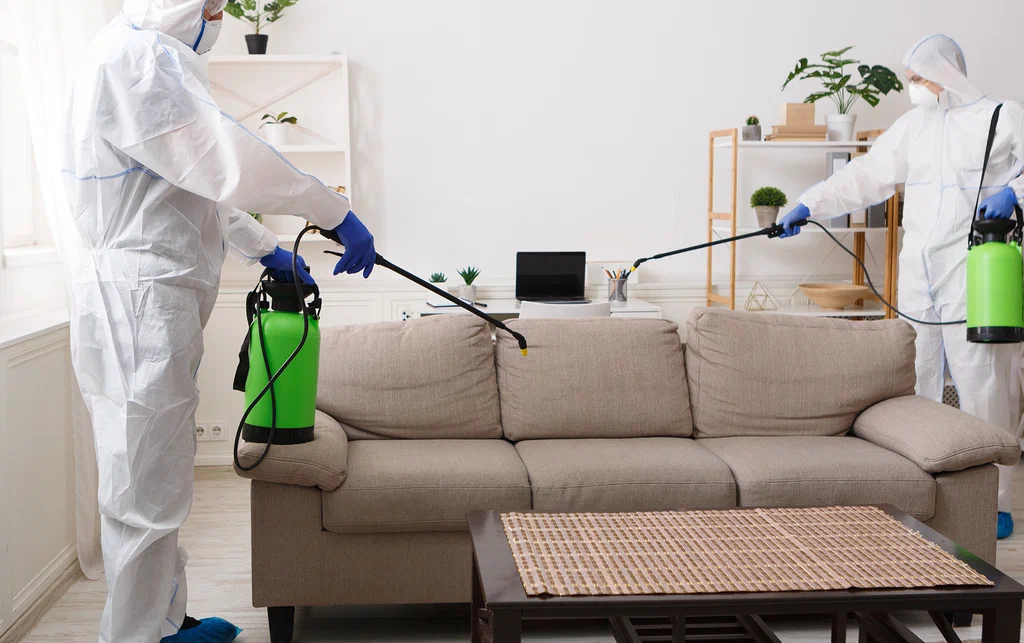 pest control lahore