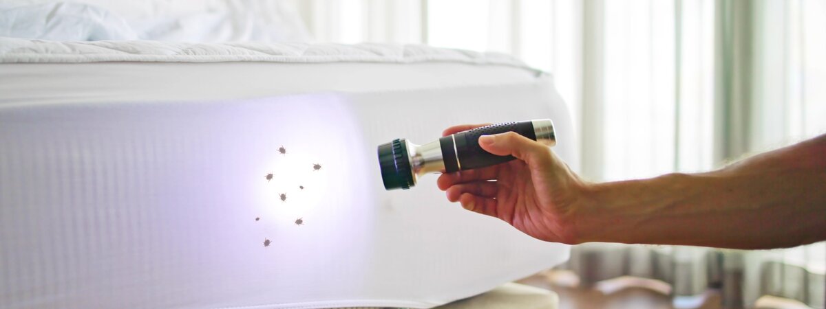 what kills bed bugs instantly